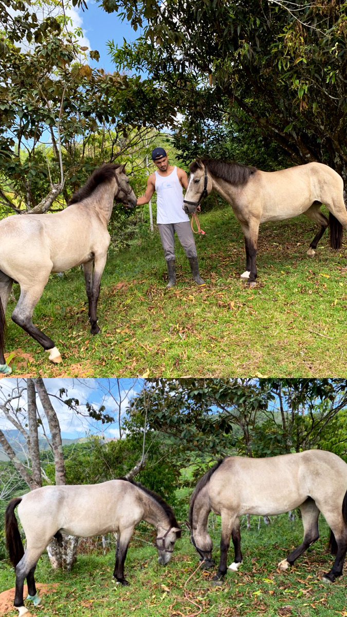 PCordero_'s tweet photo. Lo que me transmiten estos animales no lo encuentro en ningún otro lado 🍃                                         Casi dos años de disfrutar un montón este proceso! Mom&amp;Son 🐴 https://t.co/cFtJNERLDh