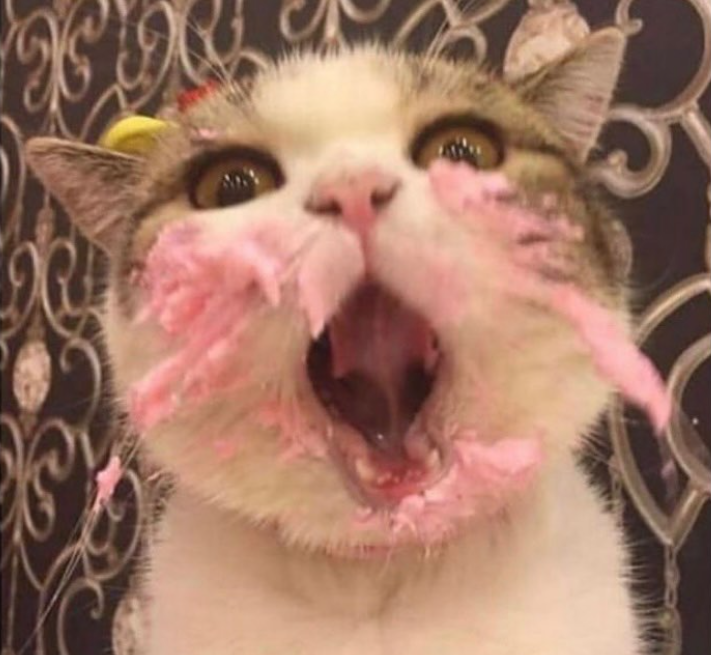 my kitty (@mykittyjinx) on Twitter photo 