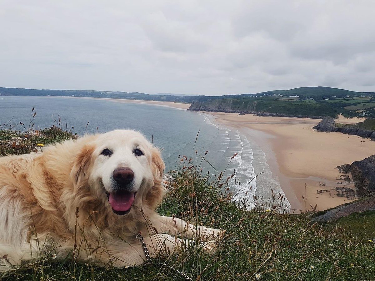 dog_rates's tweet image. This is Harvey. It's his job to make sure the ocean is still on. He has confirmed the air is adequately salty and the waves are working. Another successful day on the job. 14/10 #SeniorPupSaturday