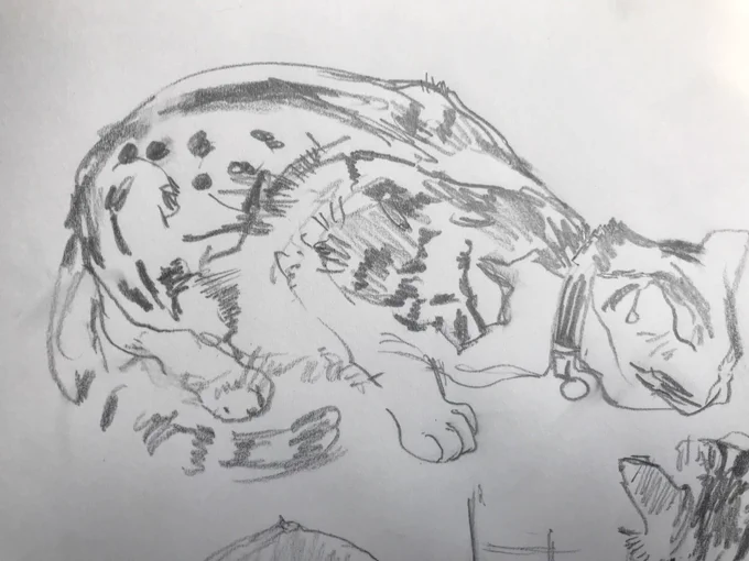 いろんな猫をクロッキーするのが、楽しいよねー 