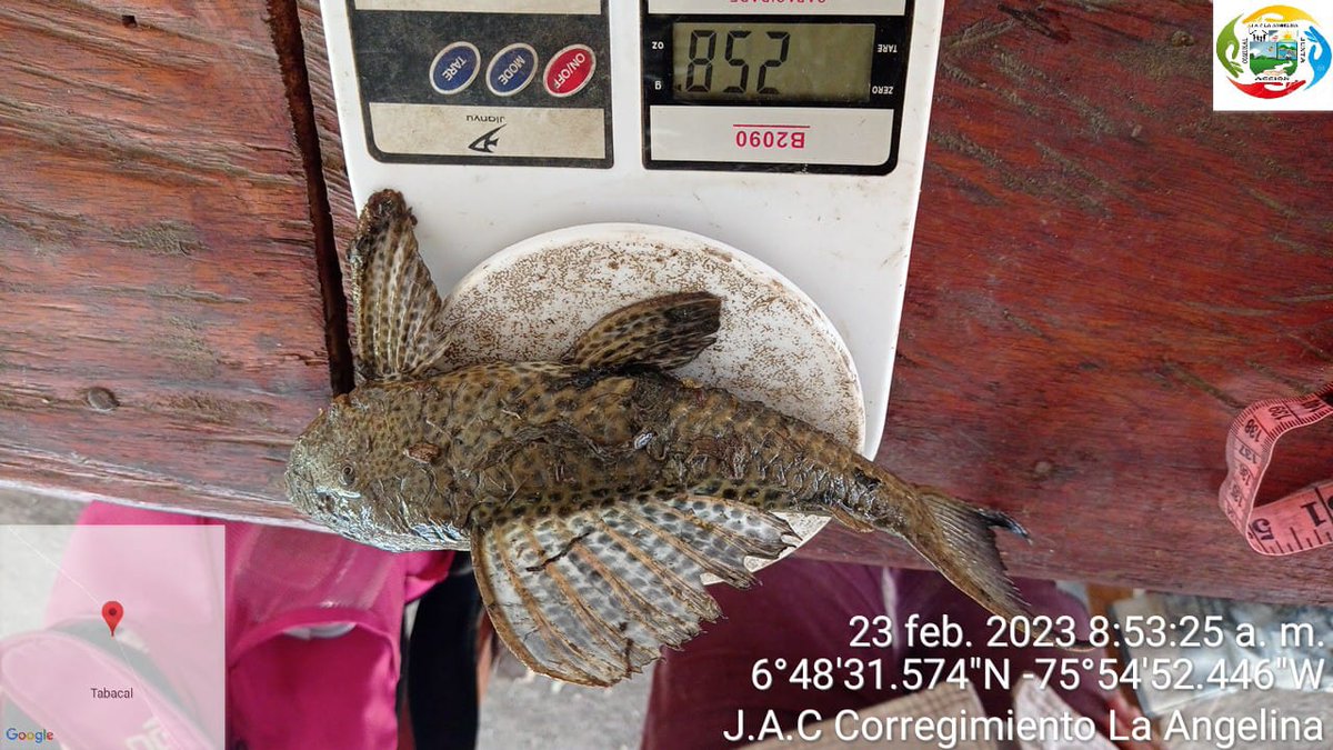 soydeituango's tweet photo. #Escriben esté pescado abunda en el embalse #Hidroituango #Riocauca los lugareños lo llaman cucha #Corroncho #Coroncoro La carné es Muy buena, parece gallina, no tiene casi espinas,le atribuyen propiedades afrodisíacas @genteconvos https://t.co/eIoK25z5Jk