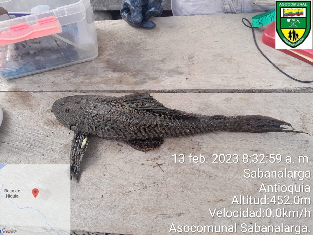 soydeituango's tweet photo. #Escriben esté pescado abunda en el embalse #Hidroituango #Riocauca los lugareños lo llaman cucha #Corroncho #Coroncoro La carné es Muy buena, parece gallina, no tiene casi espinas,le atribuyen propiedades afrodisíacas @genteconvos https://t.co/eIoK25z5Jk
