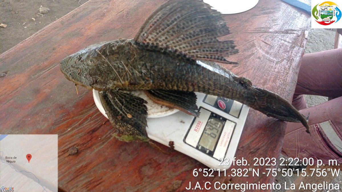 soydeituango's tweet photo. #Escriben esté pescado abunda en el embalse #Hidroituango #Riocauca los lugareños lo llaman cucha #Corroncho #Coroncoro La carné es Muy buena, parece gallina, no tiene casi espinas,le atribuyen propiedades afrodisíacas @genteconvos https://t.co/eIoK25z5Jk
