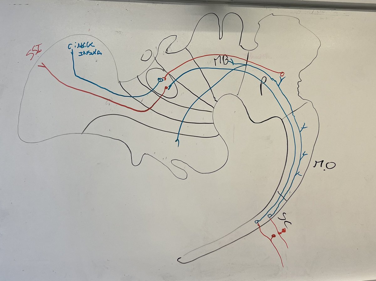 Great time teaching the sensory System in NEUS502 Found of Neurosci II. UIC College of medicine
