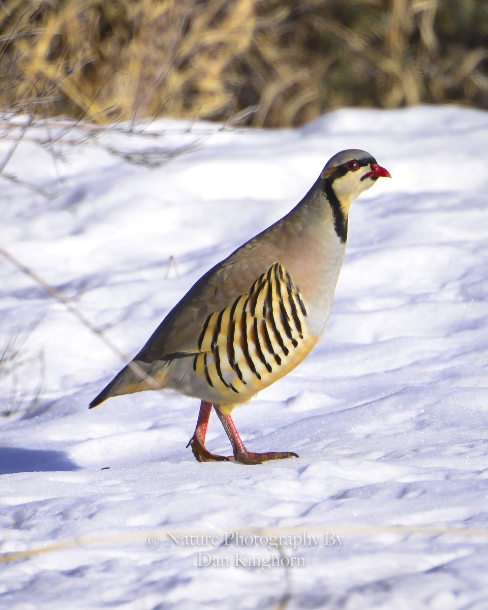EL0NCOMMUNITY's tweet photo. #TweetTweetTweet #BirdPhotography #NaturePhotography #ThePhotoHour #Chukars https://t.co/56iOqIrtTk