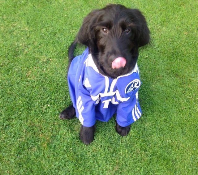 Ich wusste es 🐶
Irgendwann kommen wir wieder auf den richtigen Weg 
#GlückAuf 
#S04VfB