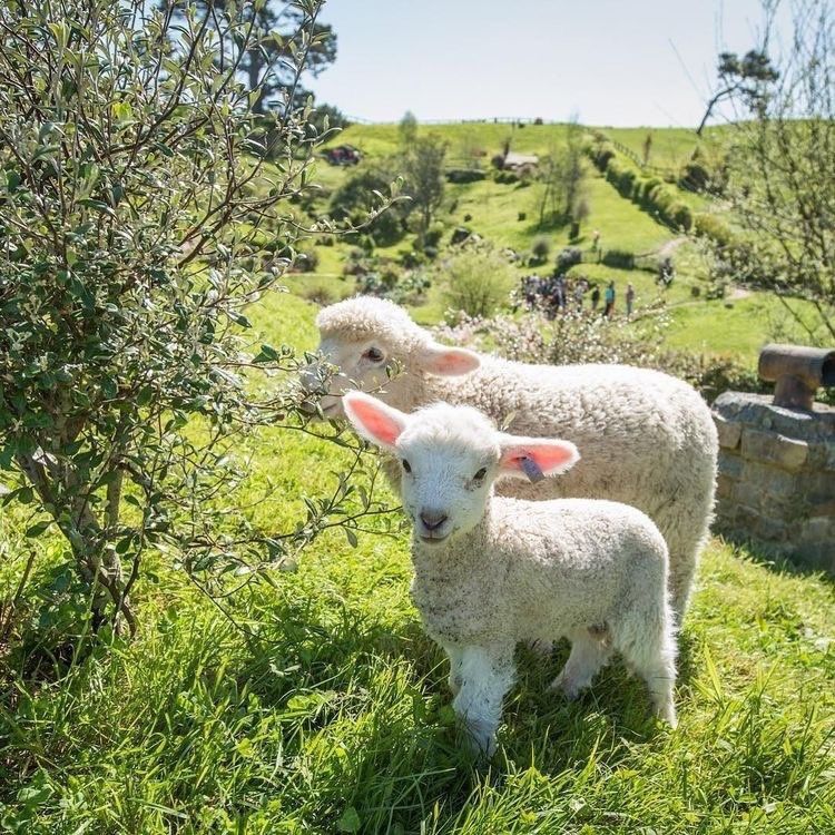 mi mi ♡ tweet media