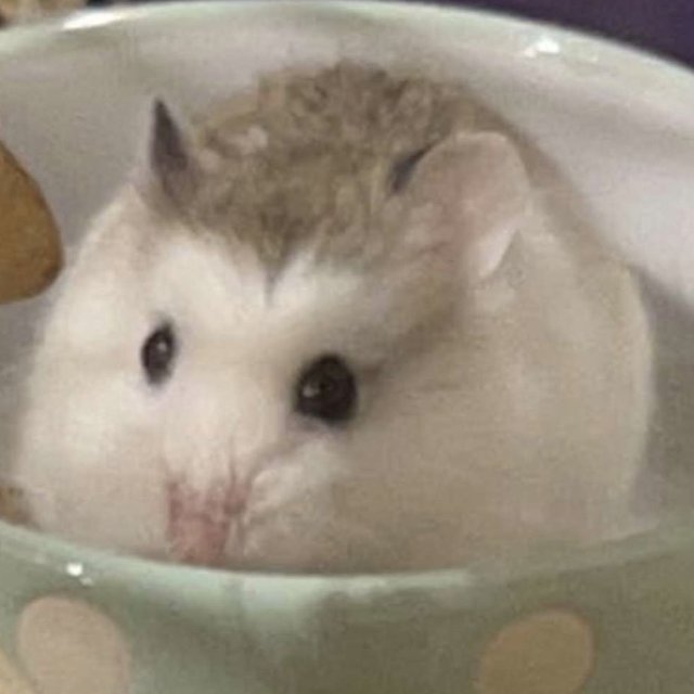 📅 5th March 2023
🐹 Phi
🏷️ <a href="/CamSmart03/">Cam</a> 
💕 #animaloftheday