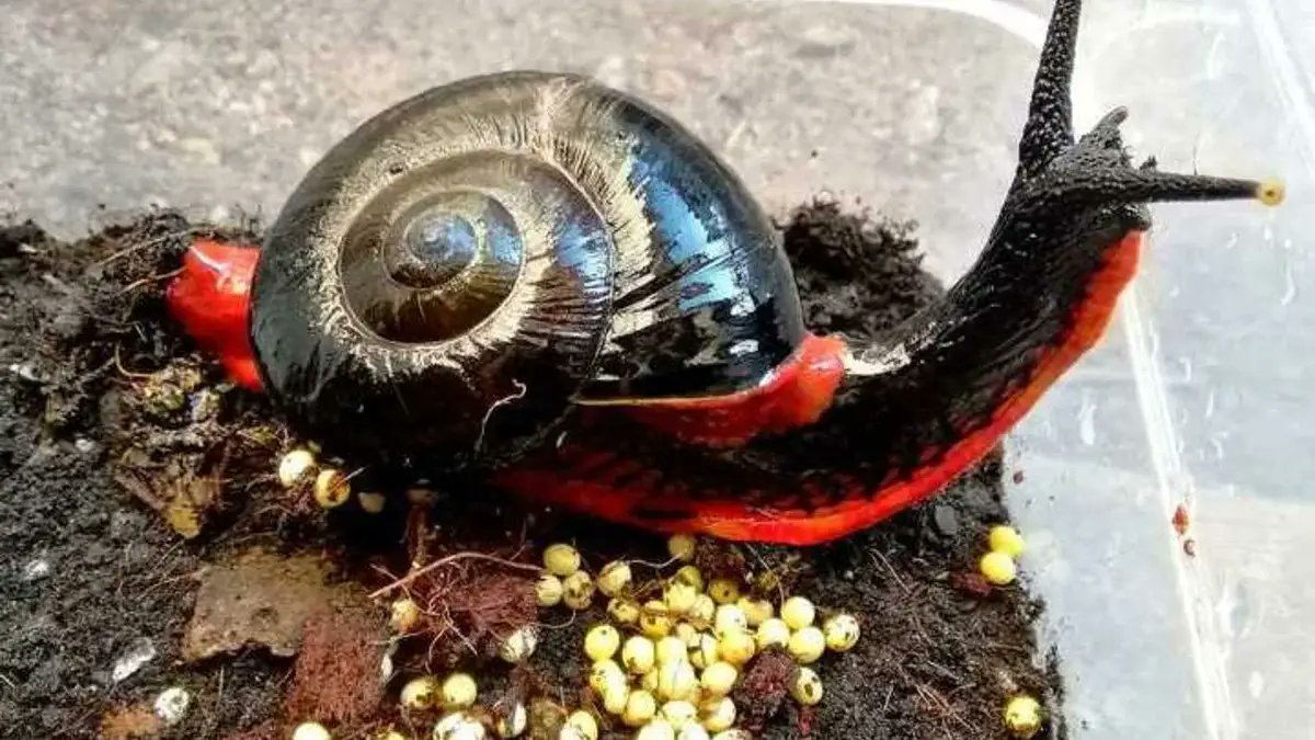 RincnCuriosoo's tweet photo. Así es el caracol volcánico, el único animal que puede vivir con temperaturas de 400 grados. https://t.co/D7V1m7fryi