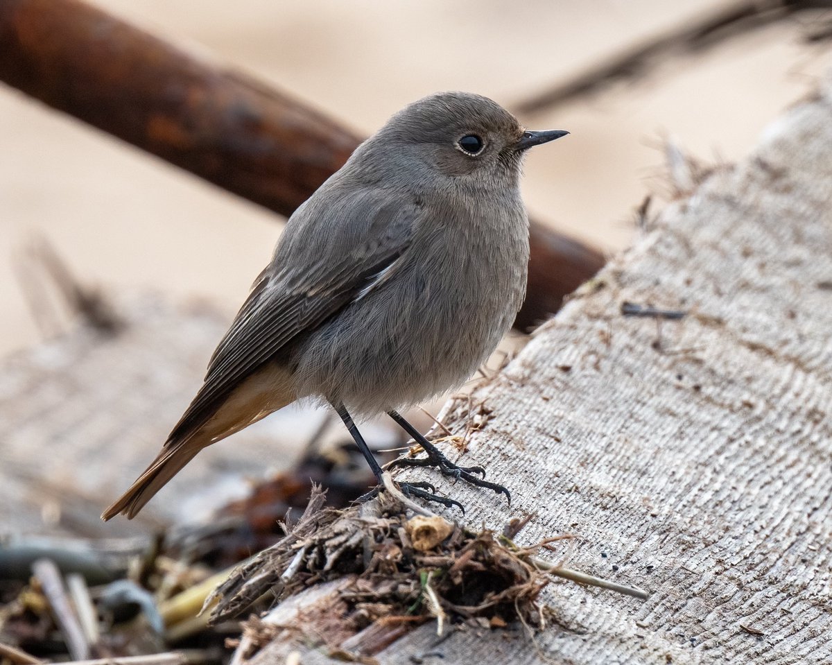 PixRf's tweet photo. The black redstart at Bawdsey East Lane is developing a taste for being photographed. I sat on a rock and it came in close.  #birds #birdph https://t.co/8BYQGNfUrH