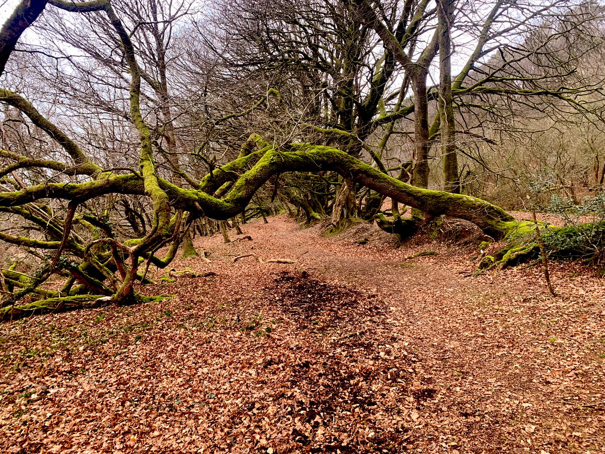 photos_british's tweet photo. #ThisIsEngland #LewesdonHill #Dorset #Beeches 
Today I registered some veteran / notable / arguably ancient beeches this afternoon, with the #ancienttreeforum / #woodlandtrust #trees 
Possibly planting associated with the Sherborne abbey management of the land. https://t.co/g1ZvEbRrO2