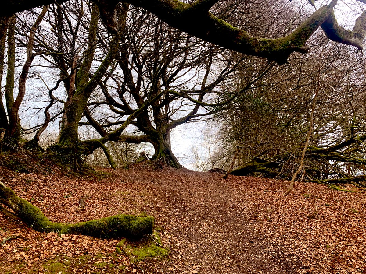photos_british's tweet photo. #ThisIsEngland #LewesdonHill #Dorset #Beeches 
Today I registered some veteran / notable / arguably ancient beeches this afternoon, with the #ancienttreeforum / #woodlandtrust #trees 
Possibly planting associated with the Sherborne abbey management of the land. https://t.co/g1ZvEbRrO2
