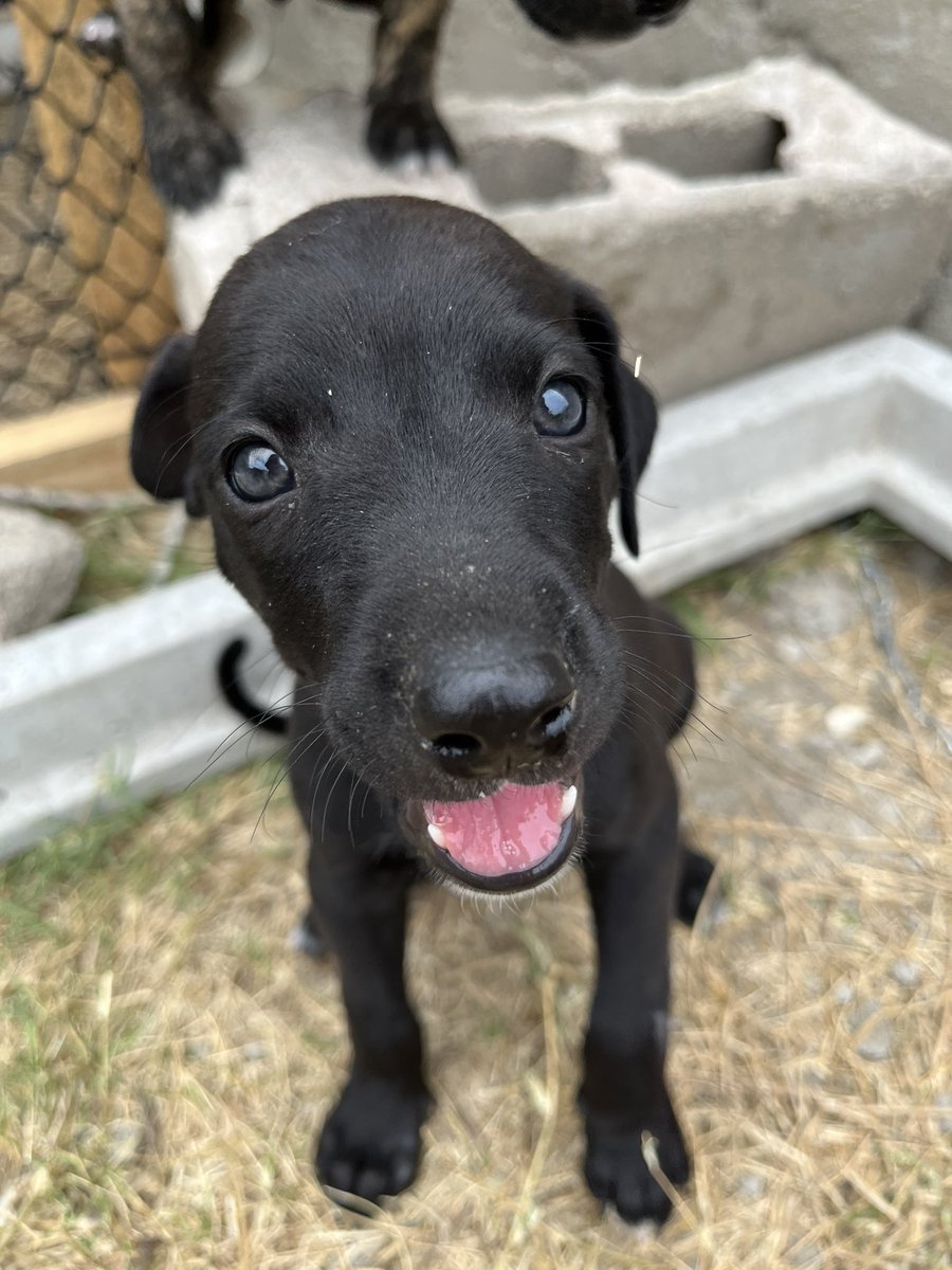 Sigue sin conseguir una familia! Por favor, ayudanos difundiendo 🏡🖤🙏🏻