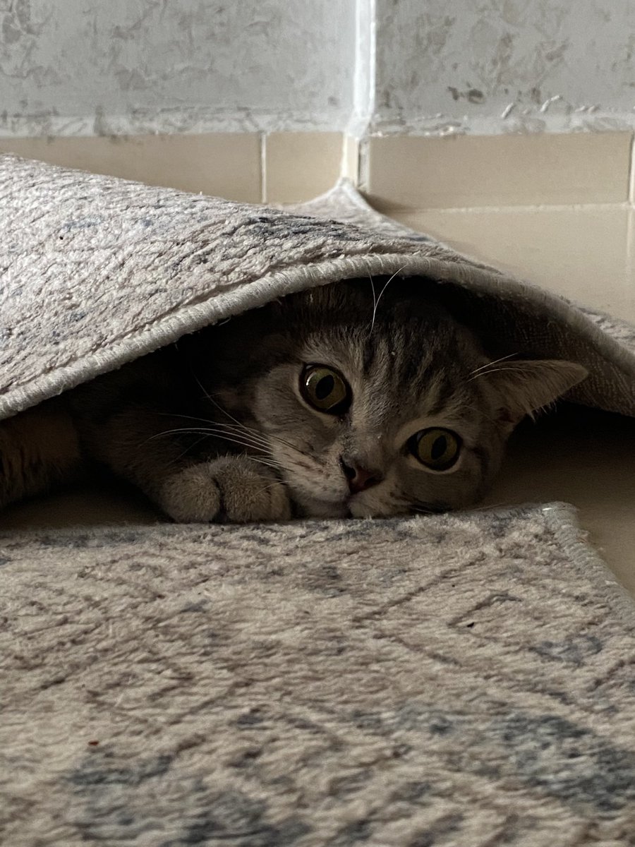 glsnisitan's tweet photo. @kitappencere Bulduğu her deliğe girmeyi başaran bi TorTor bırakıyorum buraya 😍😂 https://t.co/RyXso7QVUH