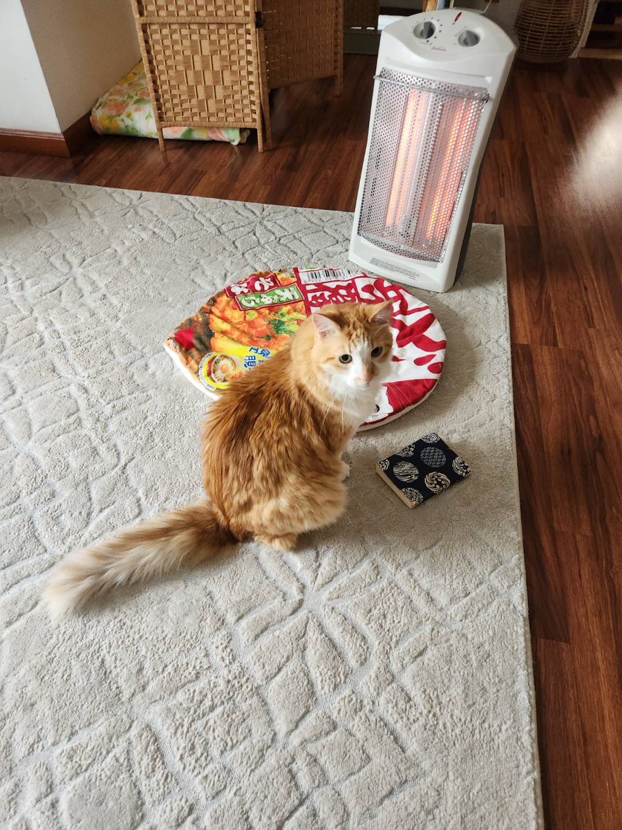 hiro (the orange cat) tweet media