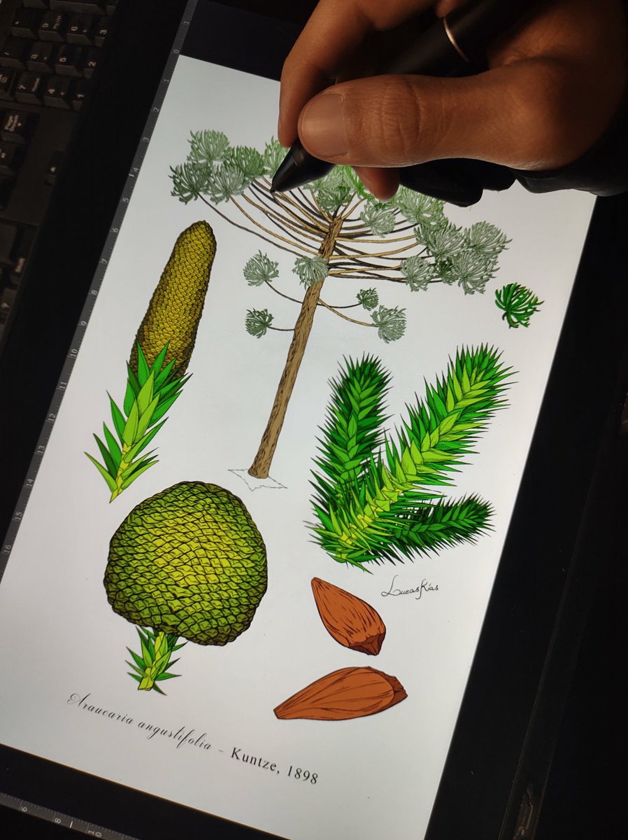 Comecei a colorir essa prancha no início da semana e me dou por satisfeito. Descanso é super necessário tanto para as mãos quanto para a cabeça. Desenhar não é só trabalho mecânico, mas mental também.
Semana que vem finalizo e mostro como ficou para vocês 😉