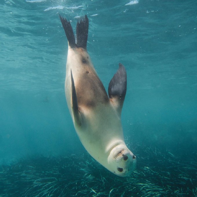 "They don't call it Down Under for nothing, mate!" 🦭🙃  Today, we're heading to Baird Bay on @southaustralia's<a href="/tag/seeaustralia"class="tags"><span>#seeaustralia</span></a><a href="/tag/comeandsaygday"class="tags"><span>#comeandsaygday</span></a>