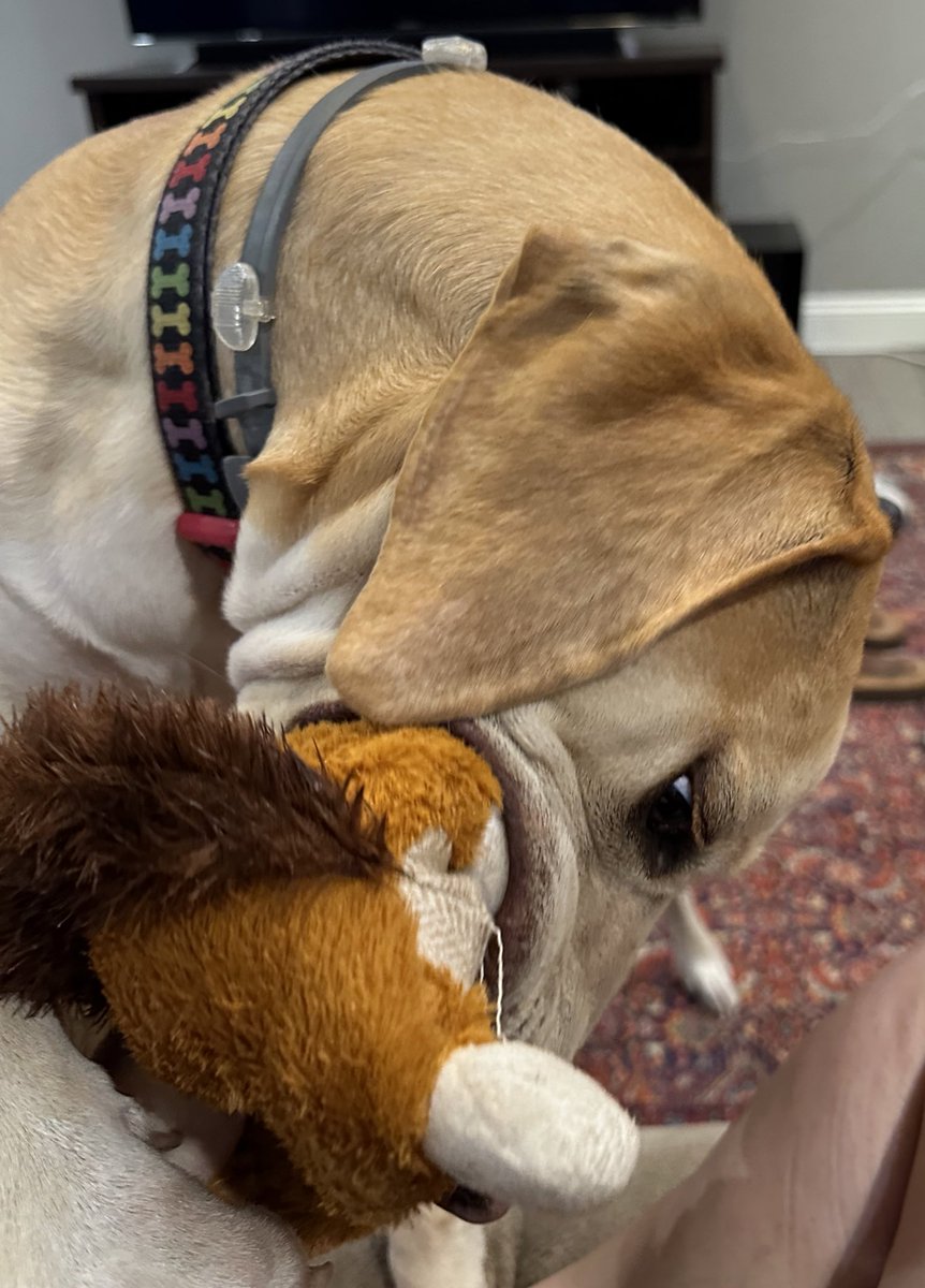 Penny helped herself to the other new toy. 🤣. And she loves it. It’s already ripping #ToyHunter #PlayingDead #SquirrelsGoneWild #PennyTurd