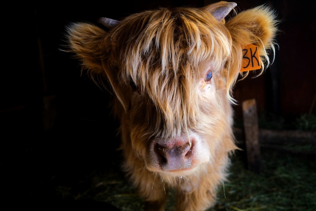 Having fun looking after Lottie, the Highland Cow, while our neighbours are enjoying a well deserved get-away in Mexico.
.
.
.
.
.
#highlandcattle #highlandcattlecalf #highlandcalf #highlandcow #highlandcowsofinstagram #highlandcows #highlandcattleofinst… instagr.am/p/CpGJ421PWNE/