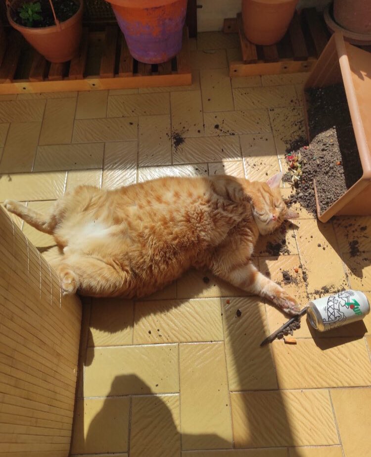 Suçunu gizleyemiyorsan kazanın bir parçası gibi görün