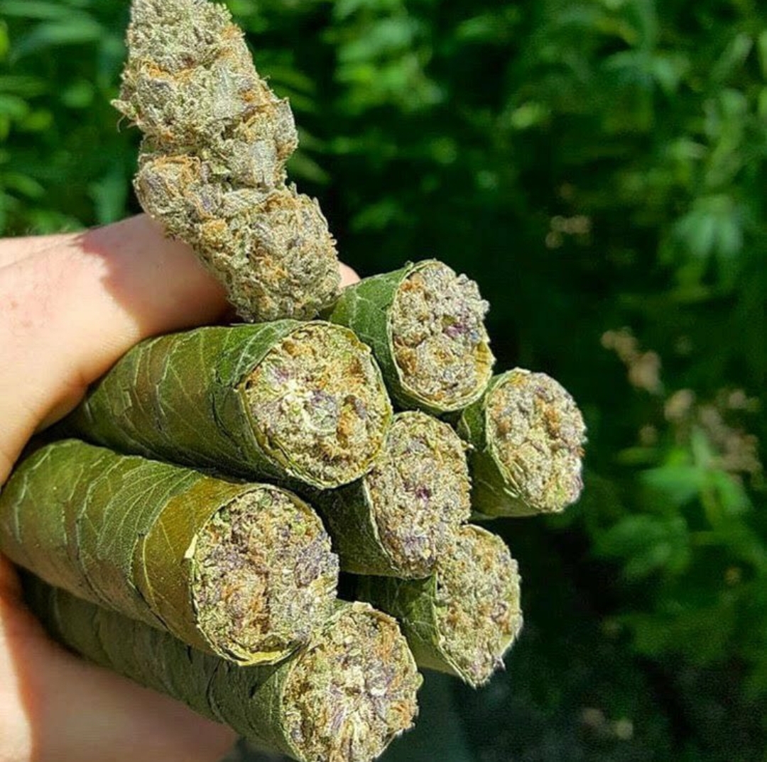 WriteWeed's tweet photo. are you smoking right now? #WriteWeed #WeedLife #CannabisCommunity #IAmGDC https://t.co/zrDZcAX2f3