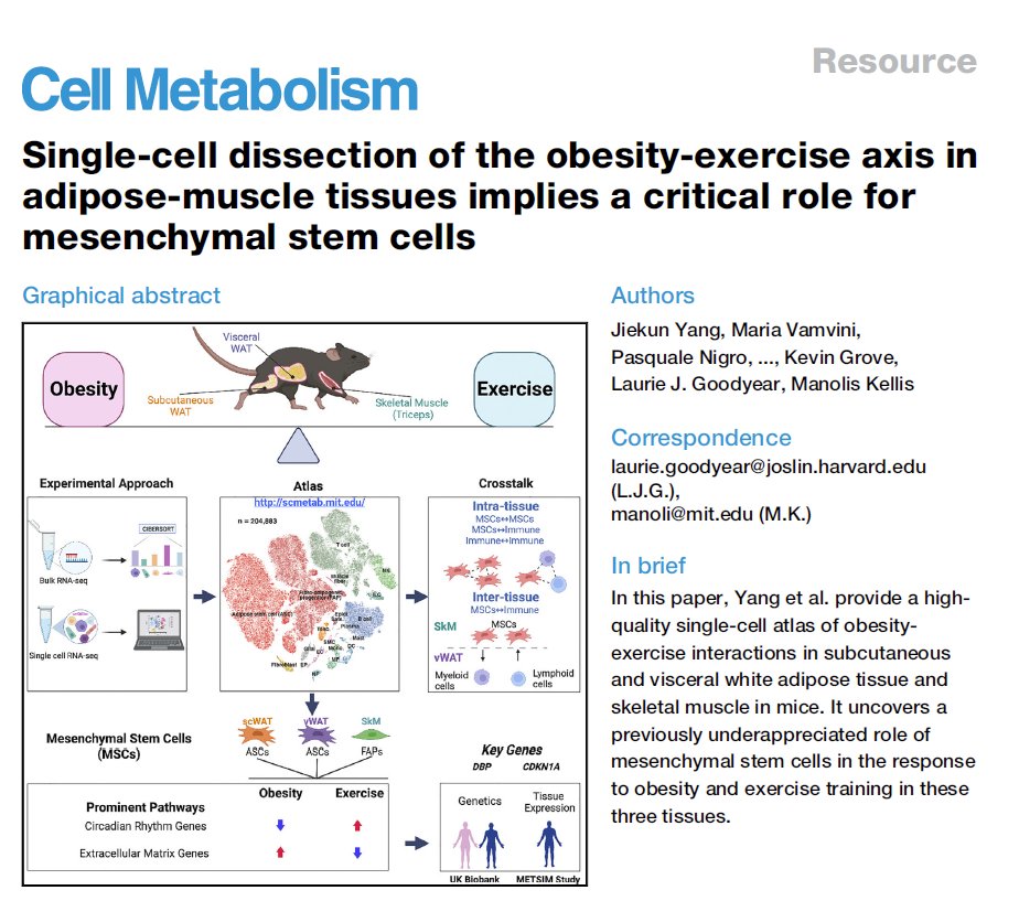 SatchinPanda's tweet image. Obesity and Exercise are two extremes. This paper used 5weeks old male mice subject to combinations of  exercise and high fat diet and found circadian and extracellular matrix genes are critical mediators of these effects. 
sciencedirect.com/science/articl…