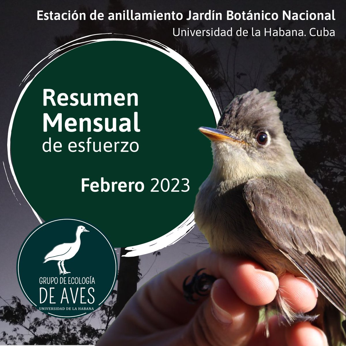 Bird banding at the National Botanical Garden, Cuba
February 2023   #birdbanding #caribbeanbirdbandingnetwork #birdscaribbean