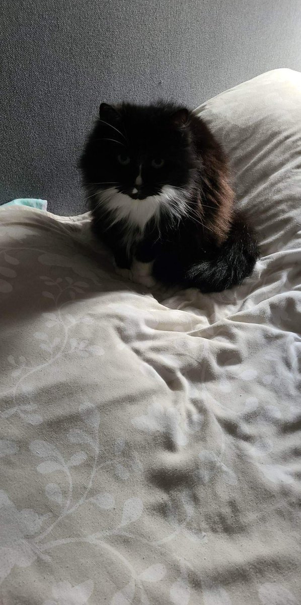 René Perdok 🐾Perdoggy🐇 BFA Groningen 🐔 tweet media