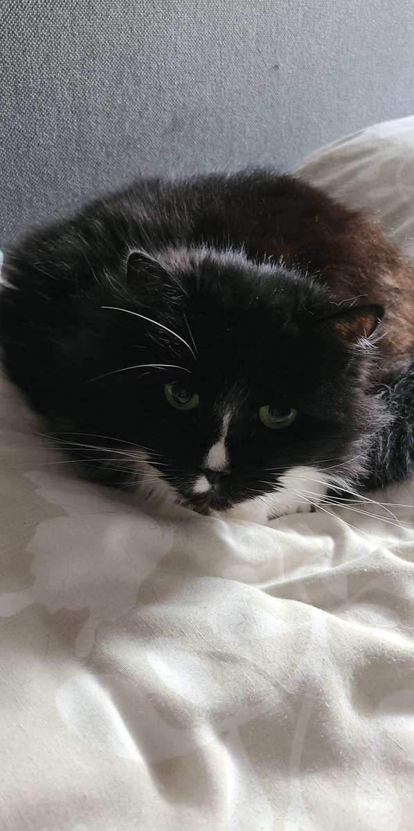 René Perdok 🐾Perdoggy🐇 BFA Groningen 🐔 tweet media