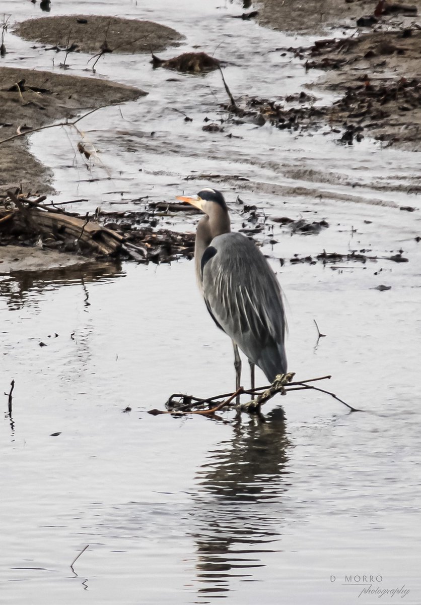 java_junkie_1's tweet photo. Can always find someone hanging around the Bird Sanctuary.. #greatblueheron #bcisbeautiful #experienceComoxValley @experience_CV #experienceVancouverIsland https://t.co/Gf4VxWumeK