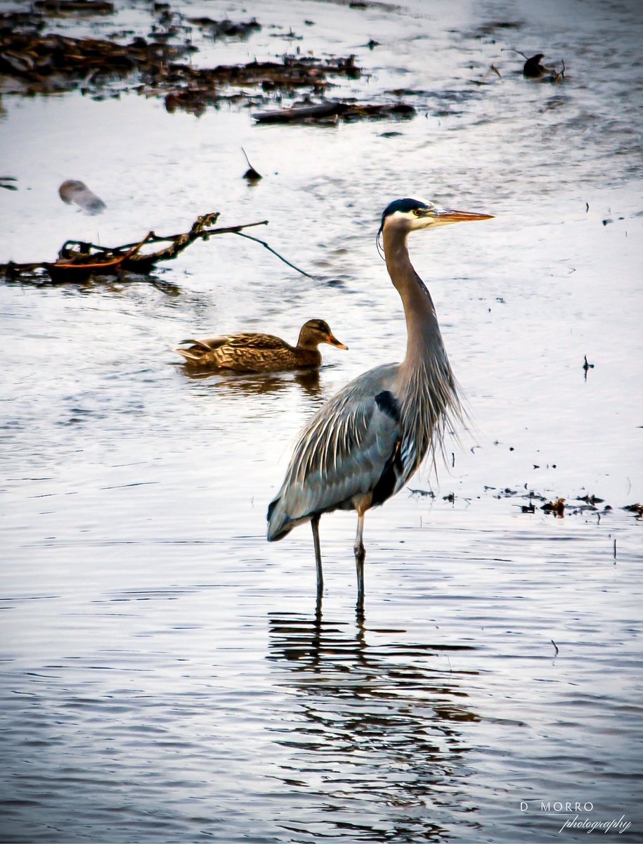 java_junkie_1's tweet photo. Can always find someone hanging around the Bird Sanctuary.. #greatblueheron #bcisbeautiful #experienceComoxValley @experience_CV #experienceVancouverIsland https://t.co/Gf4VxWumeK