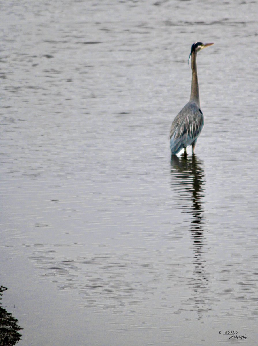 java_junkie_1's tweet photo. Can always find someone hanging around the Bird Sanctuary.. #greatblueheron #bcisbeautiful #experienceComoxValley @experience_CV #experienceVancouverIsland https://t.co/Gf4VxWumeK