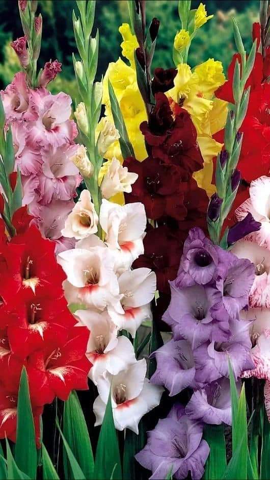 ruben_corella's tweet photo. #gladiolos #colors #colours #colores #fleurs #fiori #flowers #flowerpower #artefloral #GardenersWorld #GardeningTwitter #gardening #jardin #nature #lovely #precious #timetoflowers #Blossom #photo https://t.co/zY0AXPvU6o