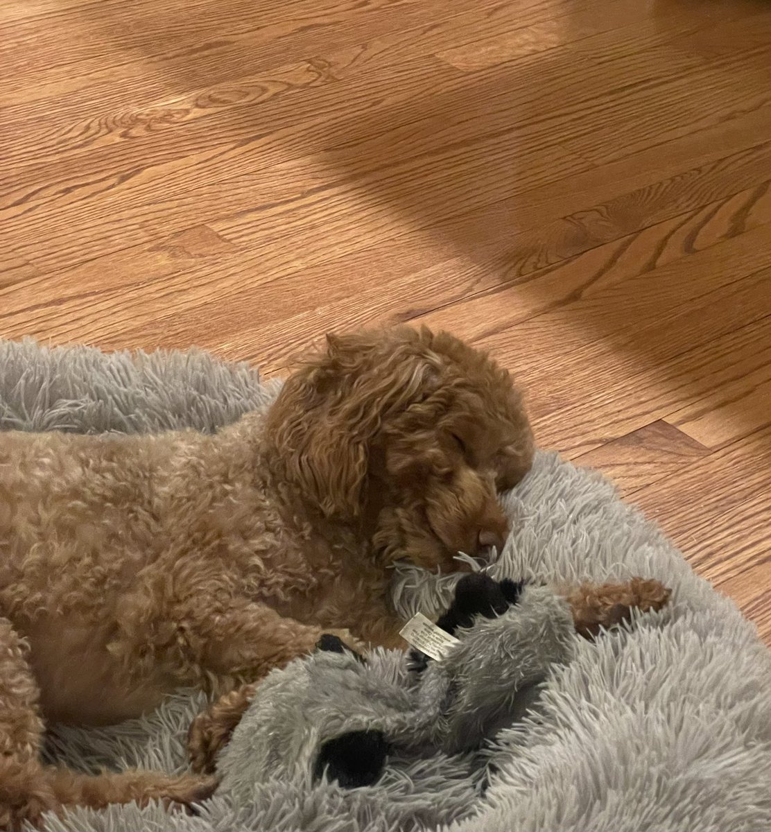 MellowMaddie2's tweet photo. Sweet, sweet dreams! 💤💤💤 😊😊😊

#SaturdayVibes #DogsofTwittter https://t.co/m5RUPt1H6k