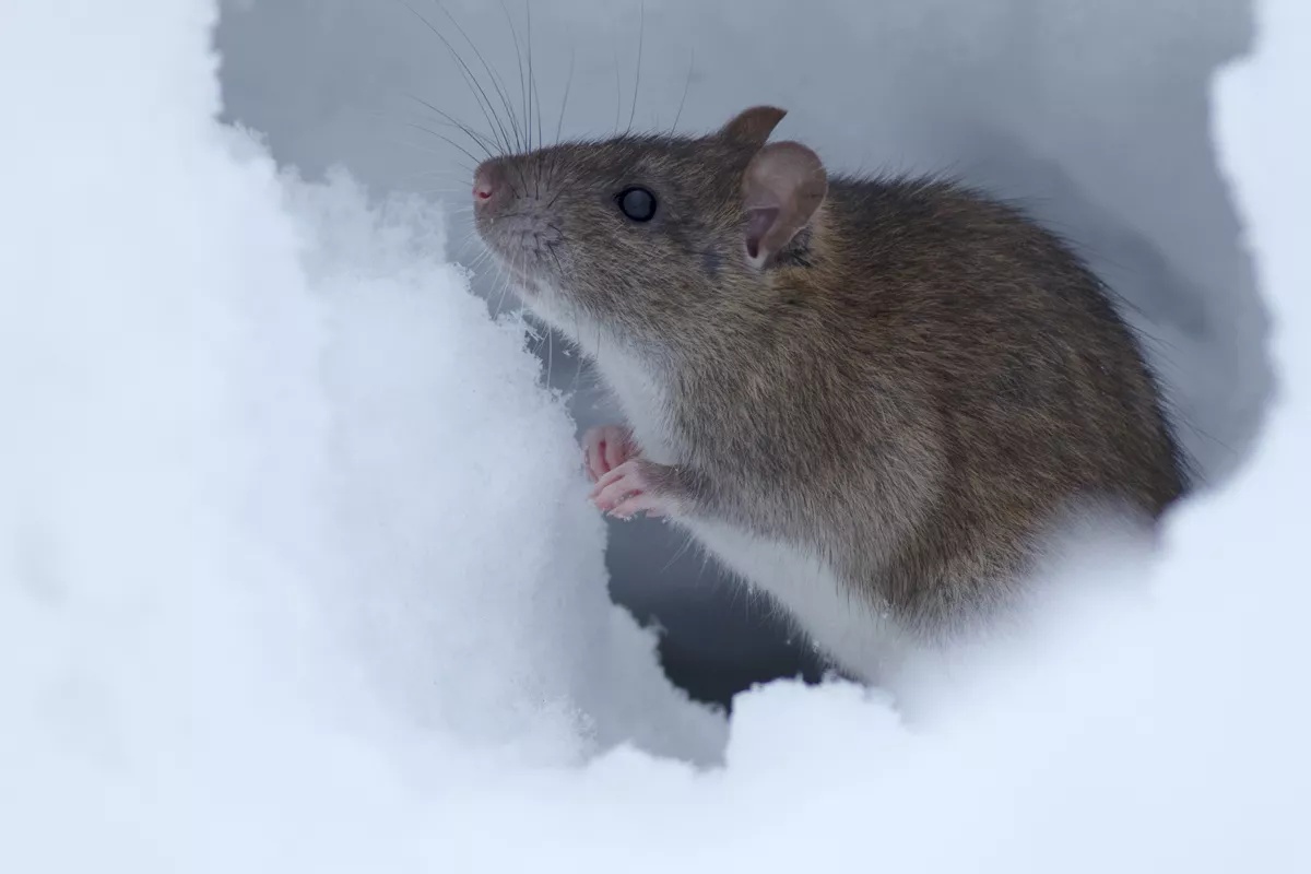 PestWestwood's tweet photo. Effective mouse control involves sanitation, mouse proof construction and population reduction. The first two are useful as preventive measures. Get your free quote @ https://t.co/Inm5D5P01j or call us 781-910-4165.
#micecontrol🐀 #snow #pestcontrolwinter https://t.co/ERjjwnmXGa