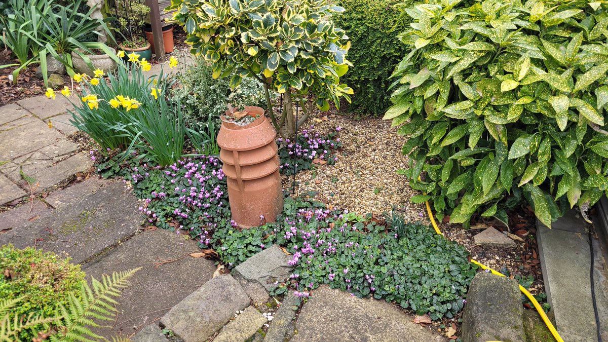 rockerblonde's tweet photo. Cyclamen coum I only had 8 corms from my grandads house 20 odd years ago now. It has self seeded it's self in clumps around the garden, I just love it. Cyclamen really does seem to enjoy self seeding in the garden. #spring #garden #flowers #corms #winter #gardening #pink #blooms https://t.co/oVNPxIaHCA