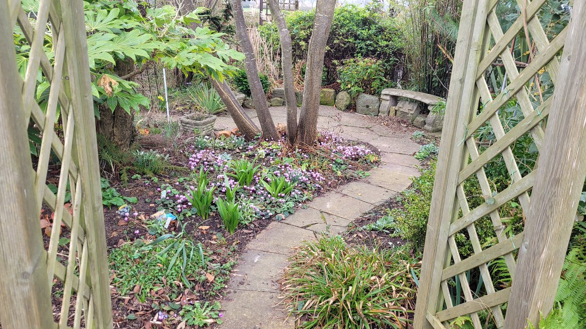 rockerblonde's tweet photo. Cyclamen coum I only had 8 corms from my grandads house 20 odd years ago now. It has self seeded it's self in clumps around the garden, I just love it. Cyclamen really does seem to enjoy self seeding in the garden. #spring #garden #flowers #corms #winter #gardening #pink #blooms https://t.co/oVNPxIaHCA