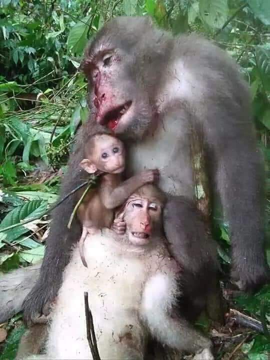 Informa Cosmos tweet media