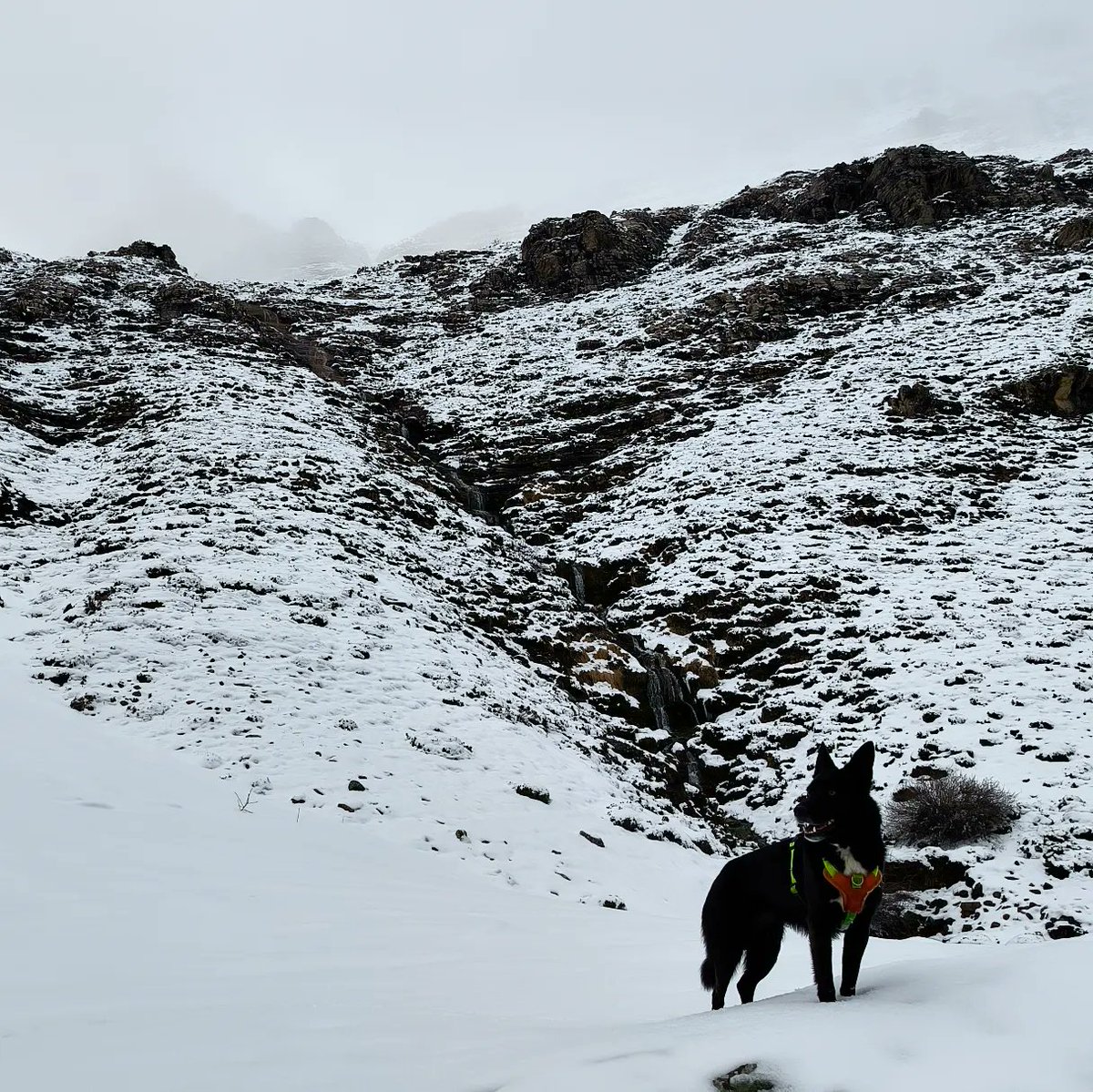 AitorIzquierdo7's tweet photo. Ultimando detalles de terreno de campo después de las últimas nieves 🏔️☃️❄️⛷️

@ADN_Astur
@OmarDiaz1987
@ladietistaalpinista

#adnastur #adnasturguides #clubdemontaña #mountainguide #tecnicodeportivo #guiademontaña https://t.co/kdIaOtDKaO