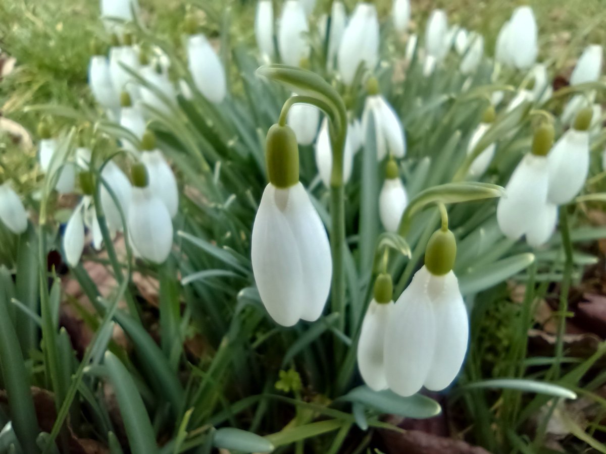 SanjeePerera1's tweet photo. A few more #snowdrops from the banks of the Isis in Godstow today.
#wildflowers #BSBIAtlas2020 #PlantAtlas #WildFlowerHour #NewYearPlantHunt #365DaysWild #Wolvercote https://t.co/z9GpsvsfT5
