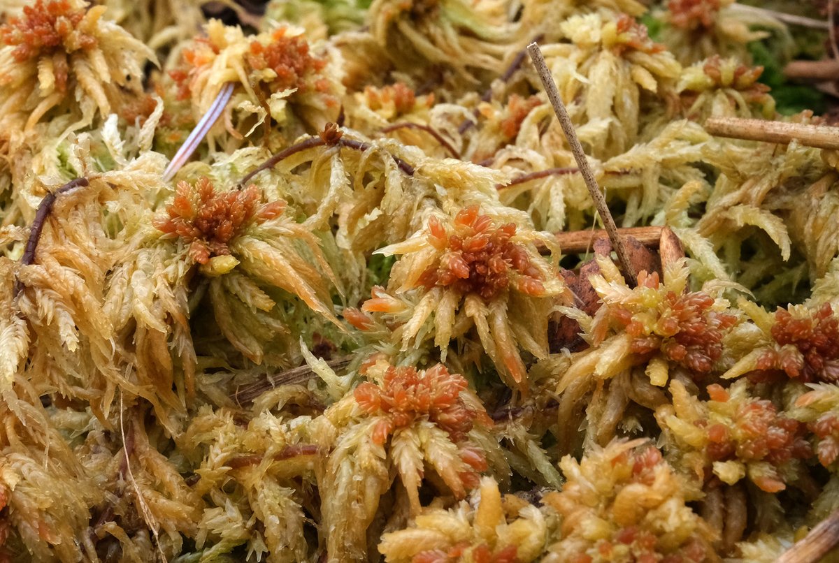 Sphagnum moss #moss #dailymoss
