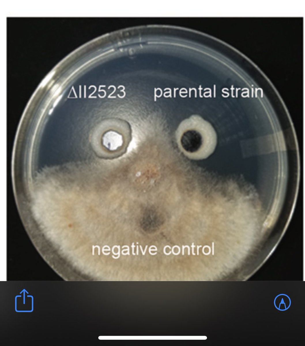 BorleeLab's tweet photo. Do you want to destroy fungi like Cordyceps? Microbes figured this out millions of years ago. @mmangalea @CSU_MIP https://t.co/Ttrgqek2ur