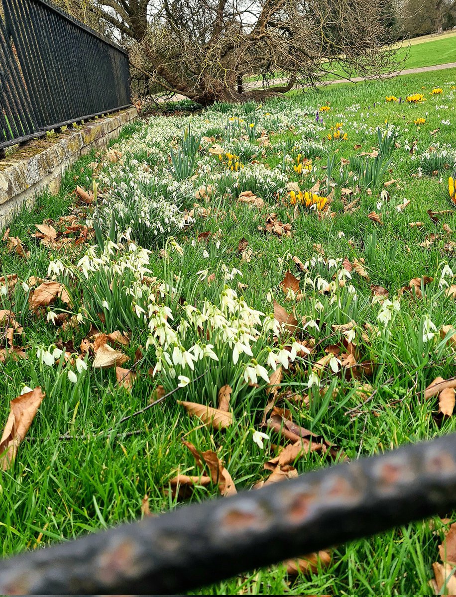 Decent trot to see the last of the snowdrops today.