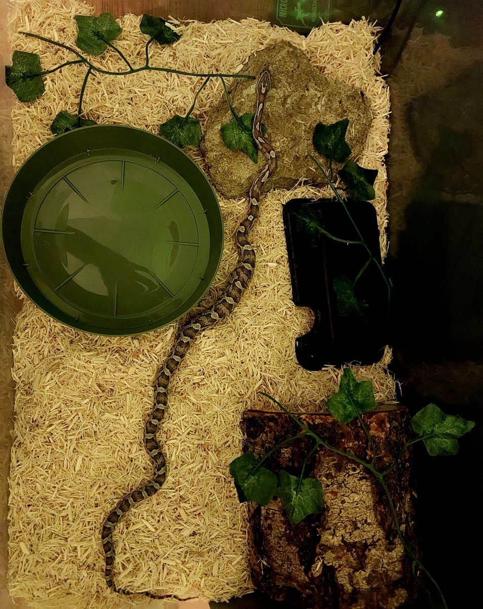 TurtlemanUk's tweet photo. Week 4 update of the beautiful Khepri, she's getting so large it won't be long until me and @Gavia_Galaxy have to upgrade her hide and reorganise her tank! #pets #pet #snakes https://t.co/PeUkmTo1UV