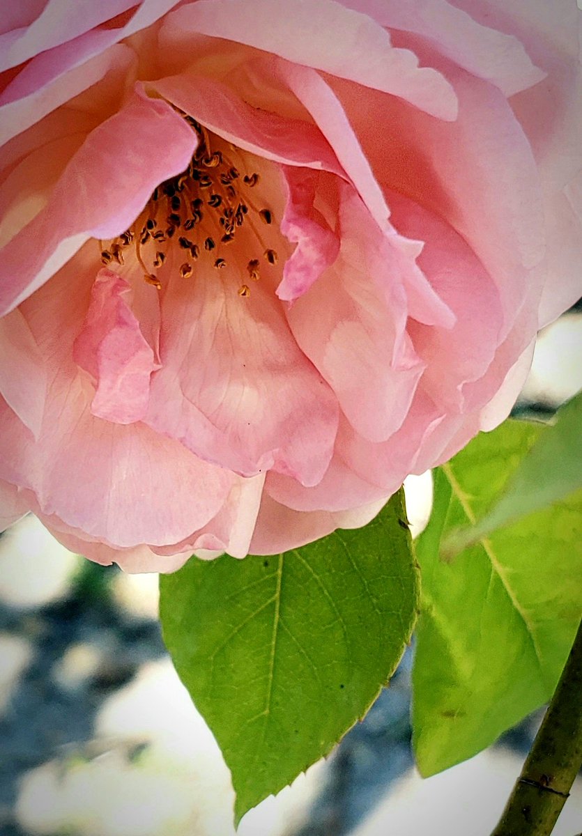 High noon isn't the best time for a photo, but the Ice Queen is holding up well in the 90° heat 💗🌞💗
#floridagardening #flowers #roses #gardening #GardeningTwitter #pink #rose #southerngardens