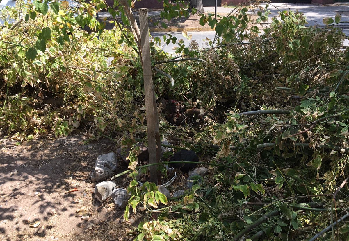 ArreglaloCF's tweet photo. @MuniNunoa quiero hacer una denuncia, mis vecinos acaban de cortar un árbol y de tirarme todas las ramas, llenas de chinches a mi. Por favor ayúdenos. No sabemos qué hacer https://t.co/1JRKg1GonQ