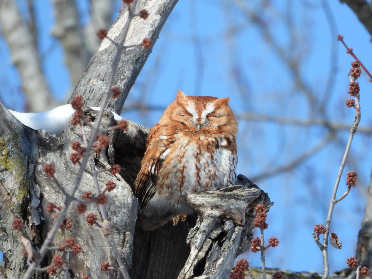 Eastern Screech Owl just showing off today in Hastings, MN. #easternscreechowl #owl