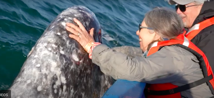 christelnani's tweet photo. https://t.co/aKlf69noK4 via @madmimi 2 Whale spaces still open in Los Cabos. Ready to hug a humpback whale? https://t.co/bMckze4kFR