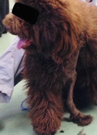 RiverHalling's tweet image. Surgical correction of angular limb deformity in a young dog. Asynchronous injury to the growth plates of the bones results in an angular forelimb, causing joint pain and limb dysfunction if left uncorrected. (See thread for post-op images)