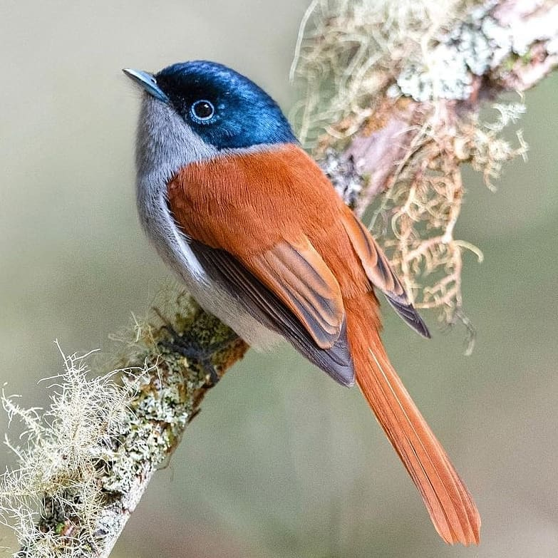 Love song birds? <a href="/ScienceDaily/">ScienceDaily</a> wants you to make sure to place window bird decals on the OUTSIDE of windows to prevent birds from having a deadly collision! 🪟✋🕊️

📸: <a href="/PazyBirds/">Birds Perfection</a>
#birds #sciencedaily #windows #architecture
sciencedaily.com/releases/2023/…